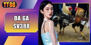 Đá Gà SV388 - 7 Điểm Nổi Bật Giúp Trận Đấu Sống Động